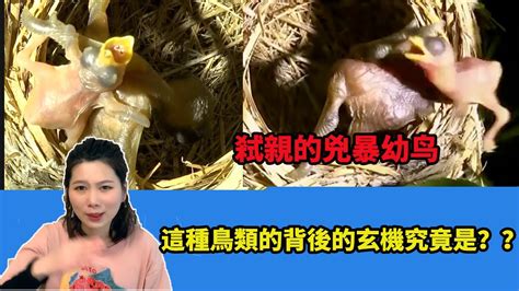 雛鳥視頻|【殘忍的雛鳥】為什麽這只幼鳥會殺死所有自己的兄弟姐妹